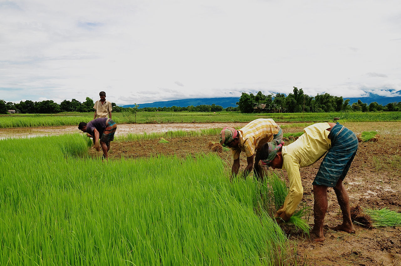 agriculture