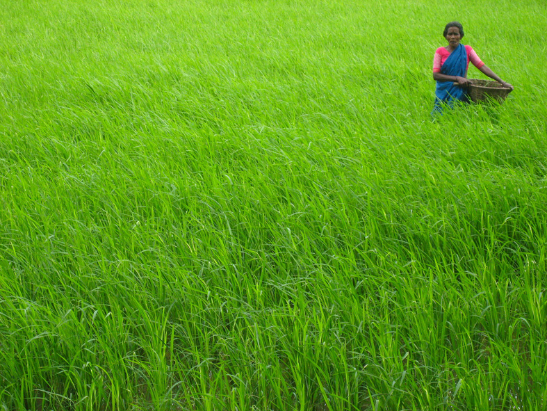 Farm_Life_Village_India